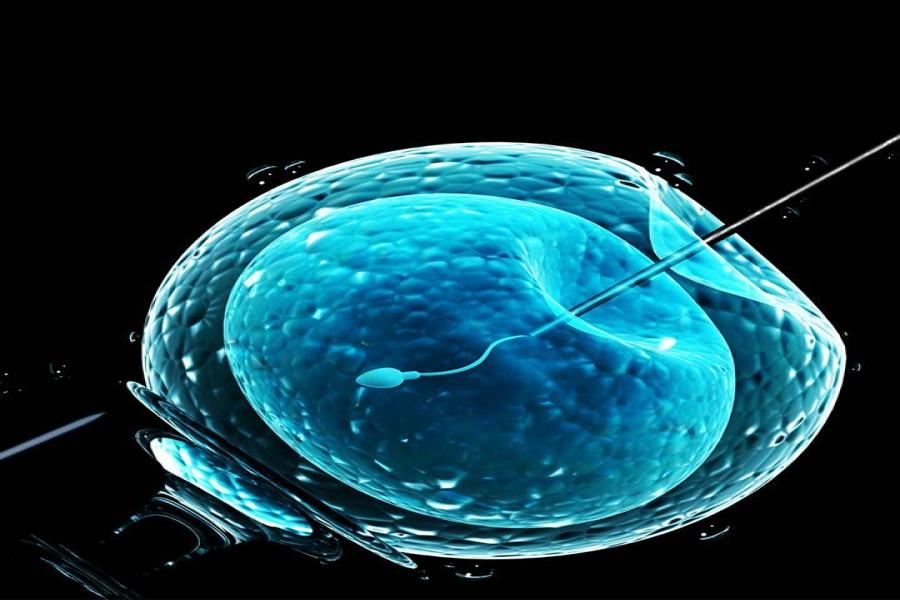 IVF treatment showing fertilization of egg and sperm outside the body